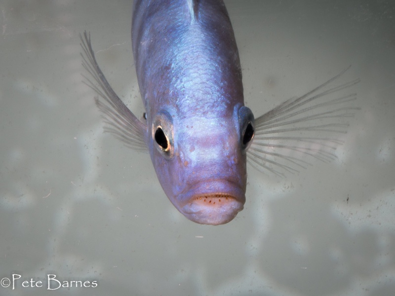 Cynotilapia sp. 'iwera' Lutara Reef
